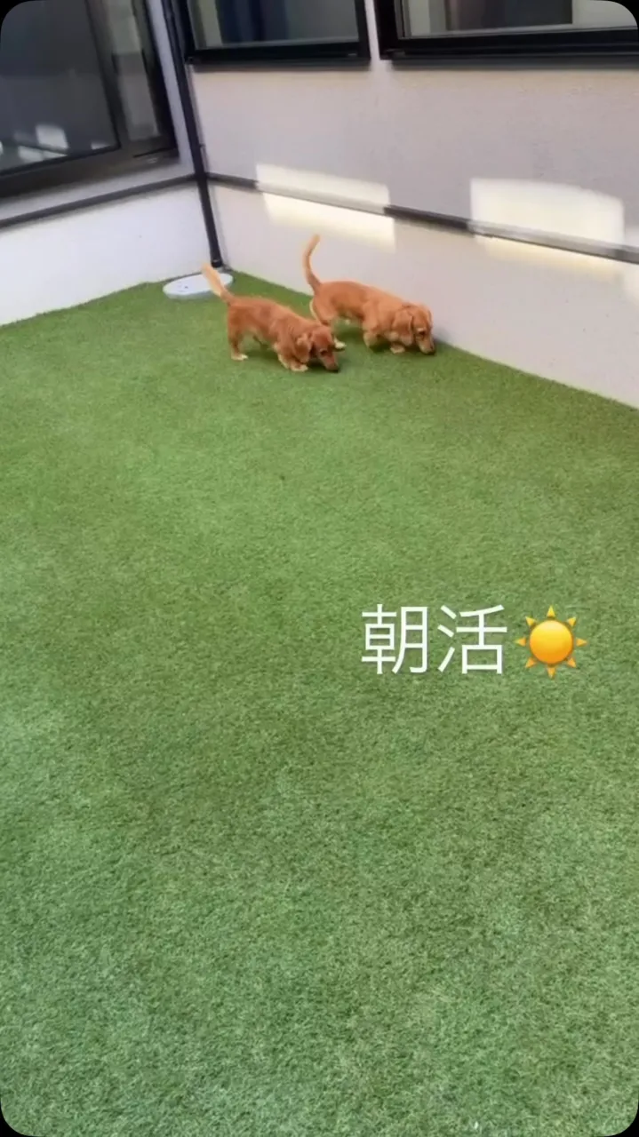 #ダックス #犬あさんぽ